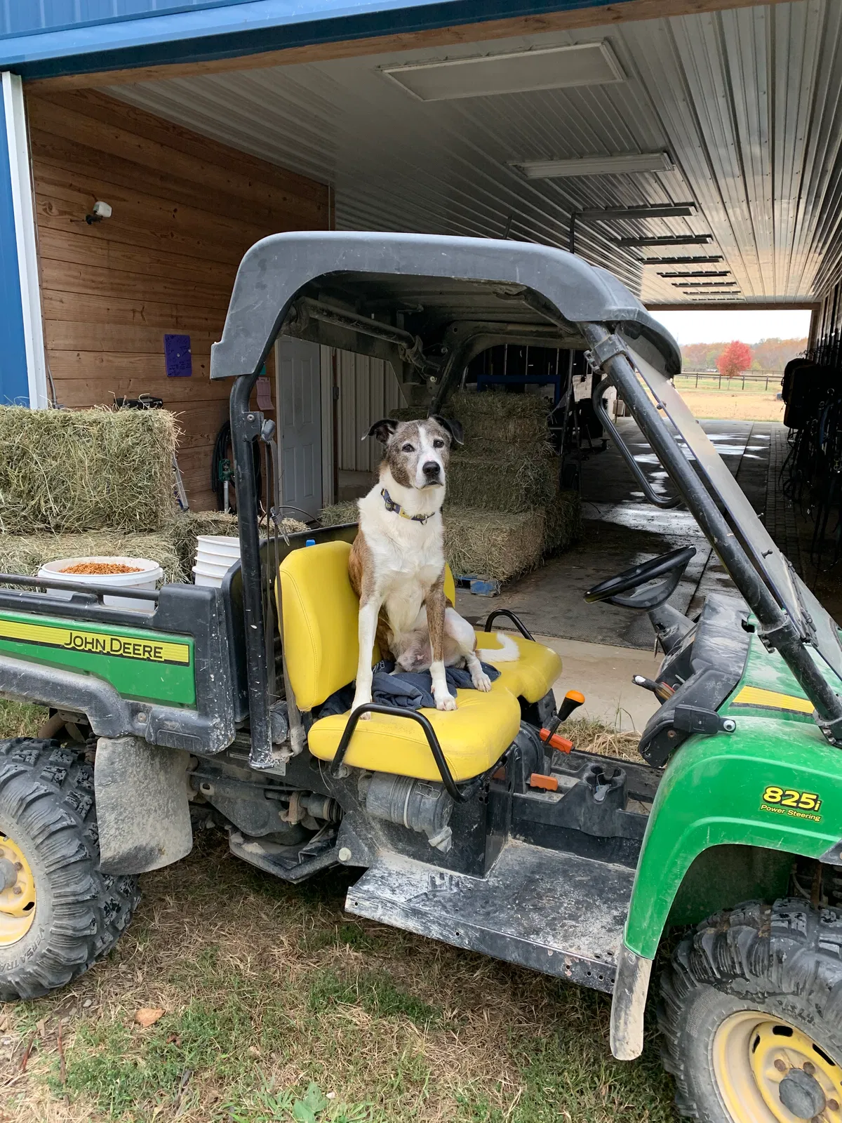 Lost dog in Lebanon, OH, 45036