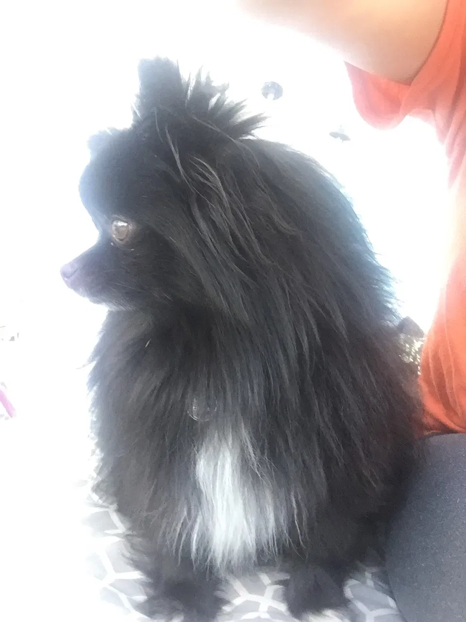 Lost dog in Fort Collins, CO, 80526