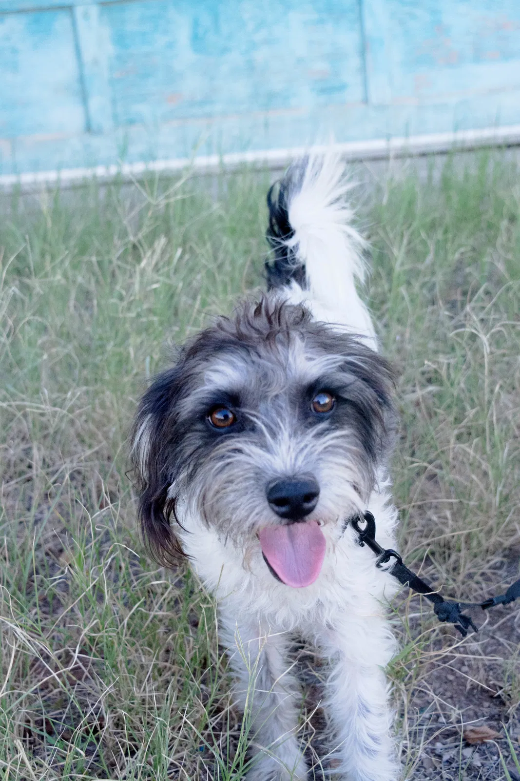 Lost dog in Midland, TX, 79701