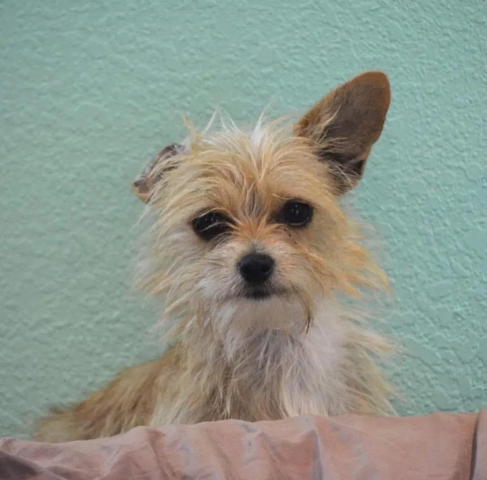 Lost dog in Sadler, TX, 76264