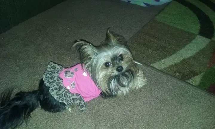 Lost dog in Indianapolis, IN, 46229