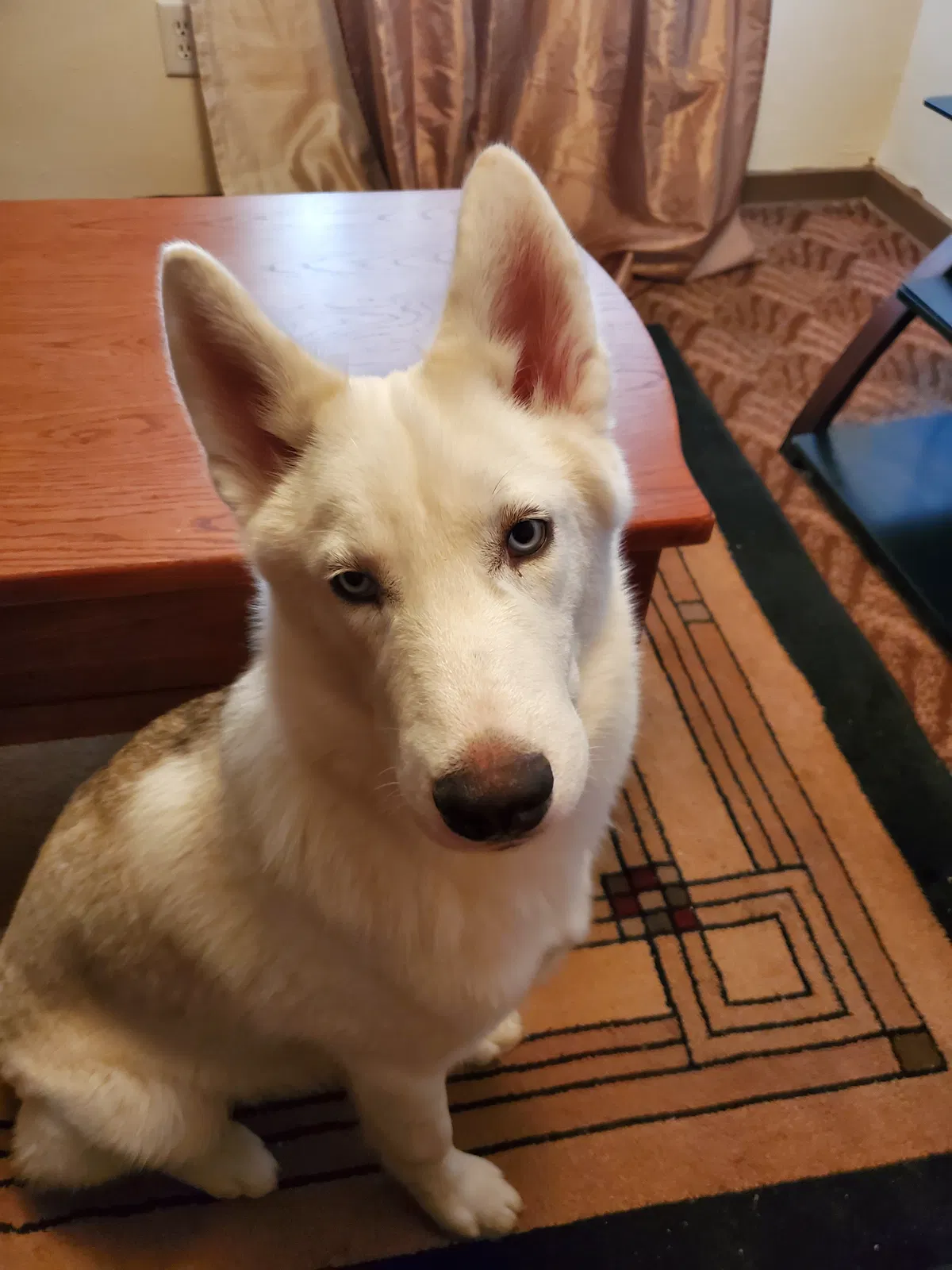 Lost dog in Joplin, MO, 64804