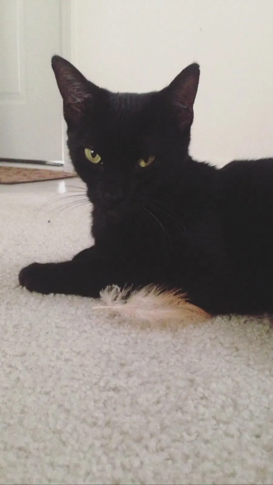 Lost cat in Savannah, GA, 31410