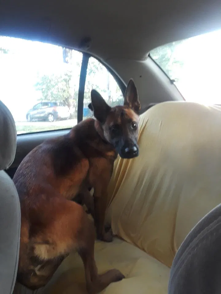 Lost dog in Chicago, IL, 60628