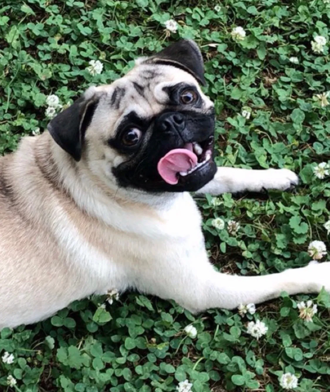 Lost dog in Huntsville, AL, 35805