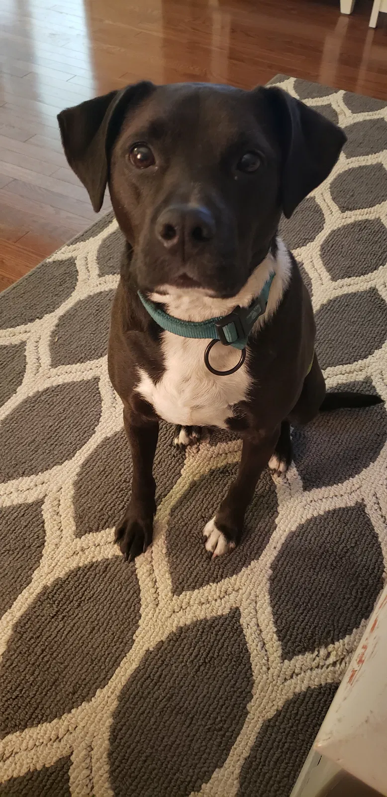 Lost dog in Springfield, IL, 62702