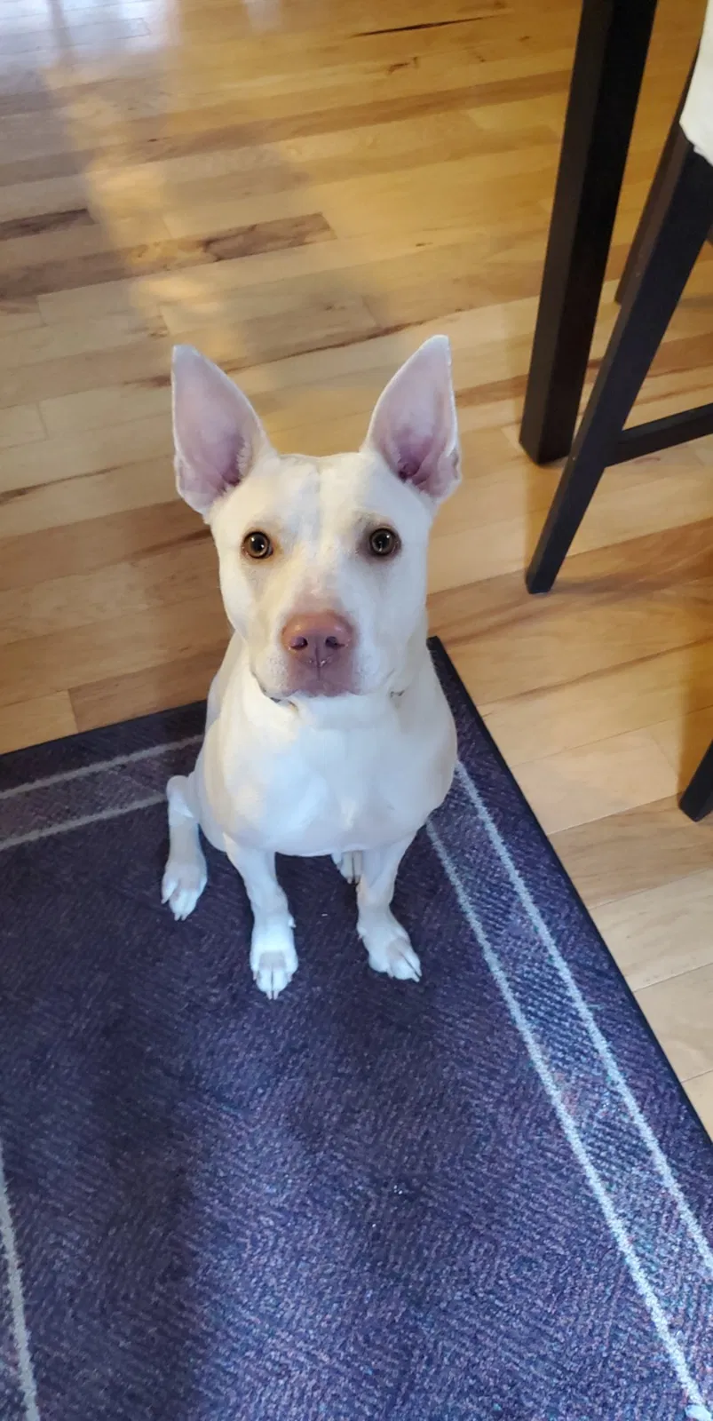Lost dog in Saint Germain, WI, 54558