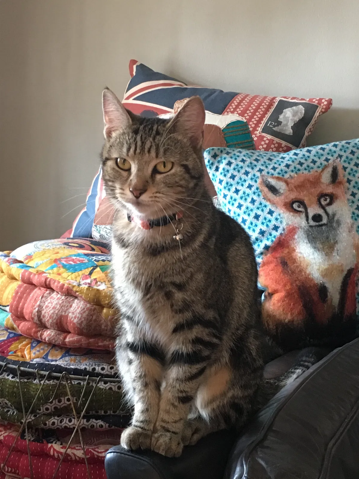 Lost cat in Columbus, OH, 43214