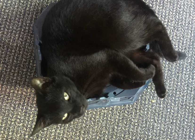 Lost cat in Houston, TX, 77088