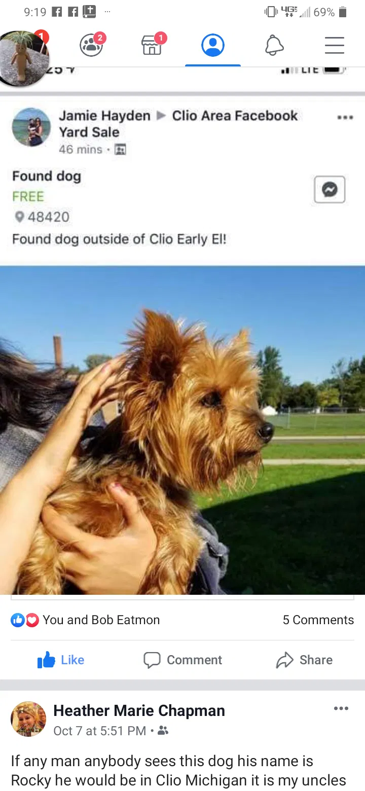Lost dog in Clio, MI, 48420