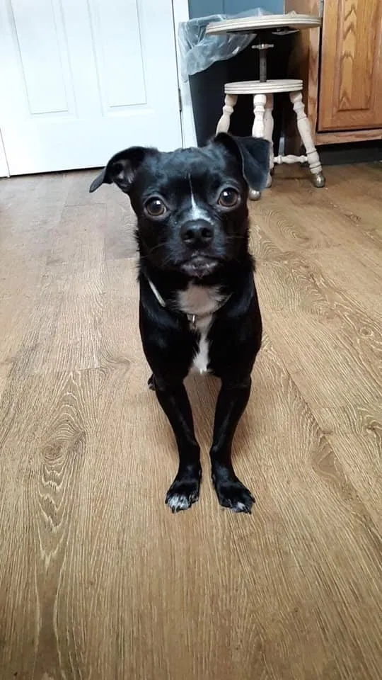 Lost dog in Middletown, OH, 45042