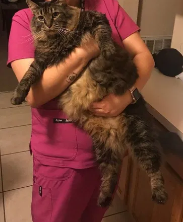 Lost cat in Kissimmee, FL, 34758