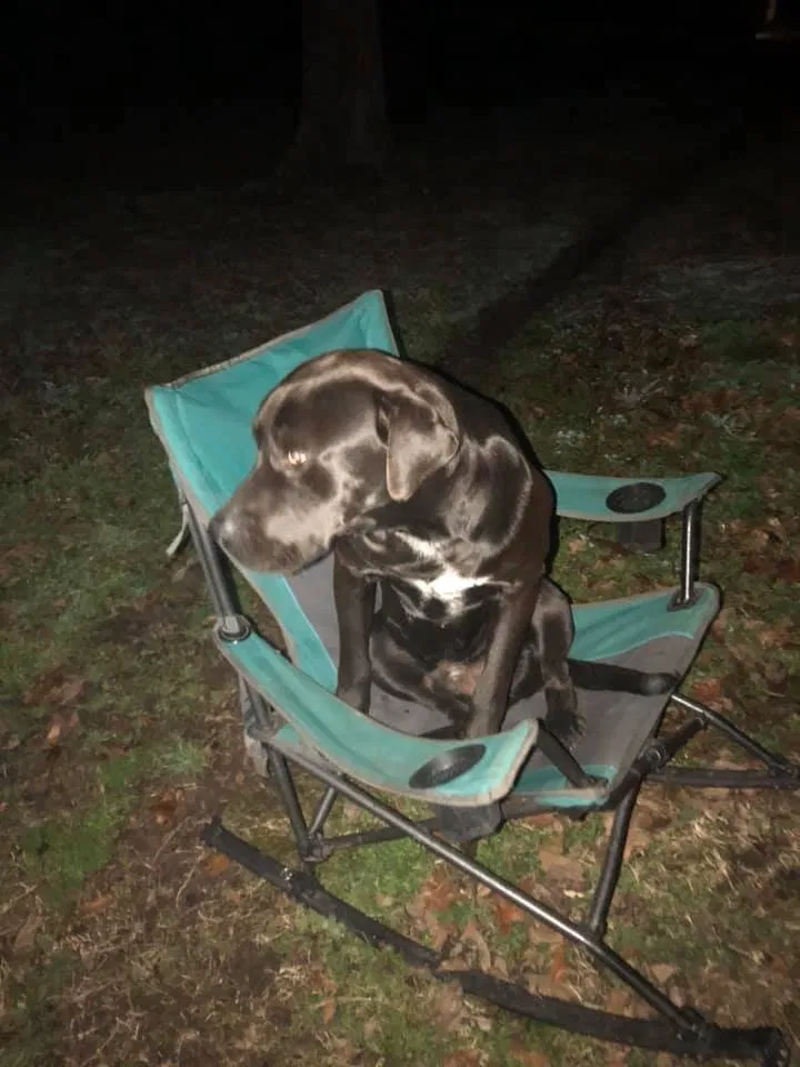 Lost dog in Gilmer, TX, 75645