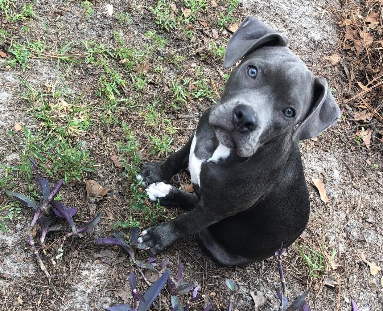 Lost dog in Valdosta, GA, 31602