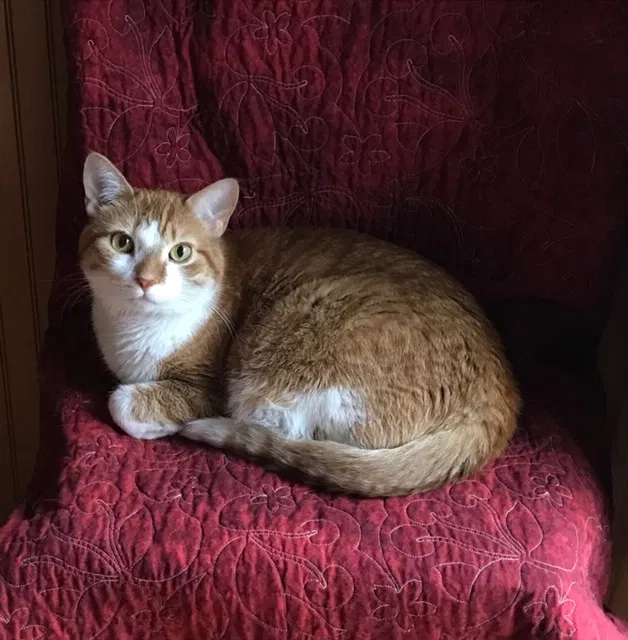 Lost cat in Appleton, WI, 54915