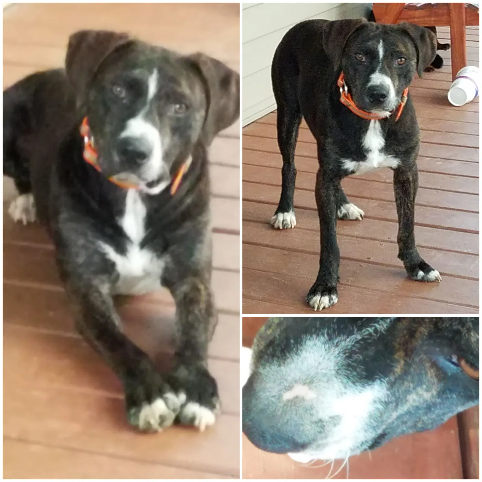 Lost dog in Central City, KY, 42330