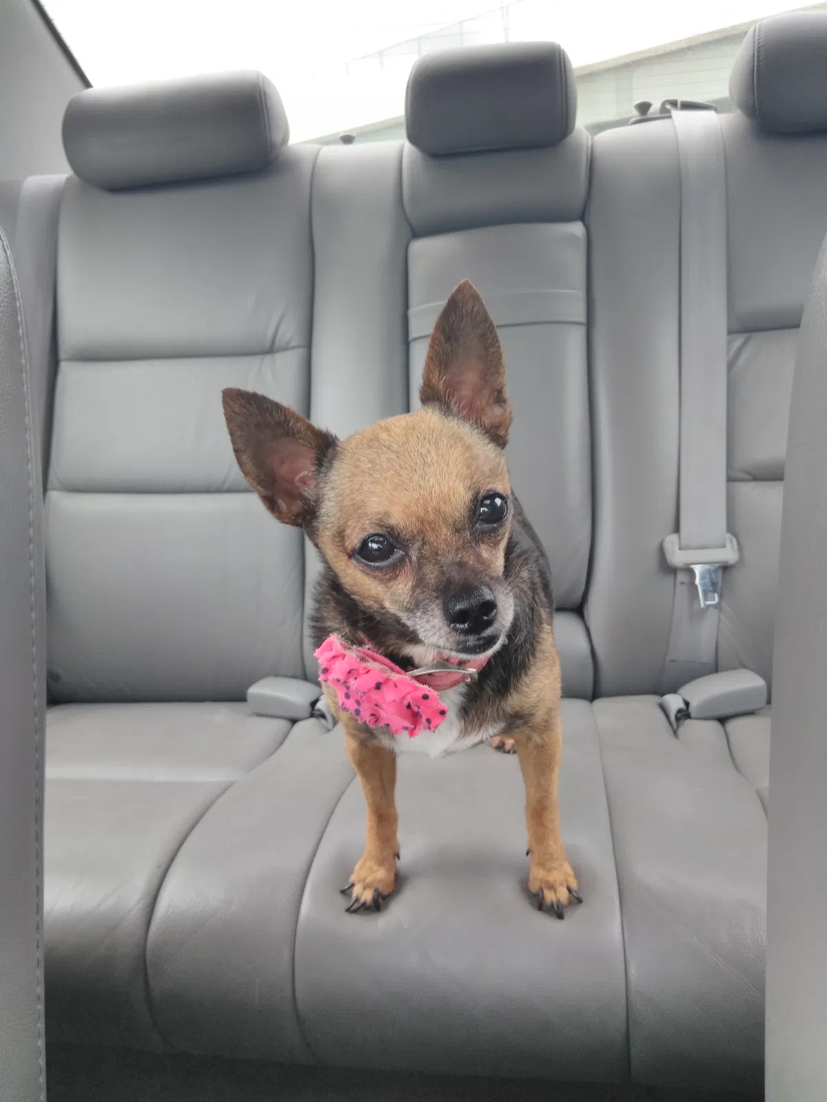 Lost dog in Seaford, DE, 19973