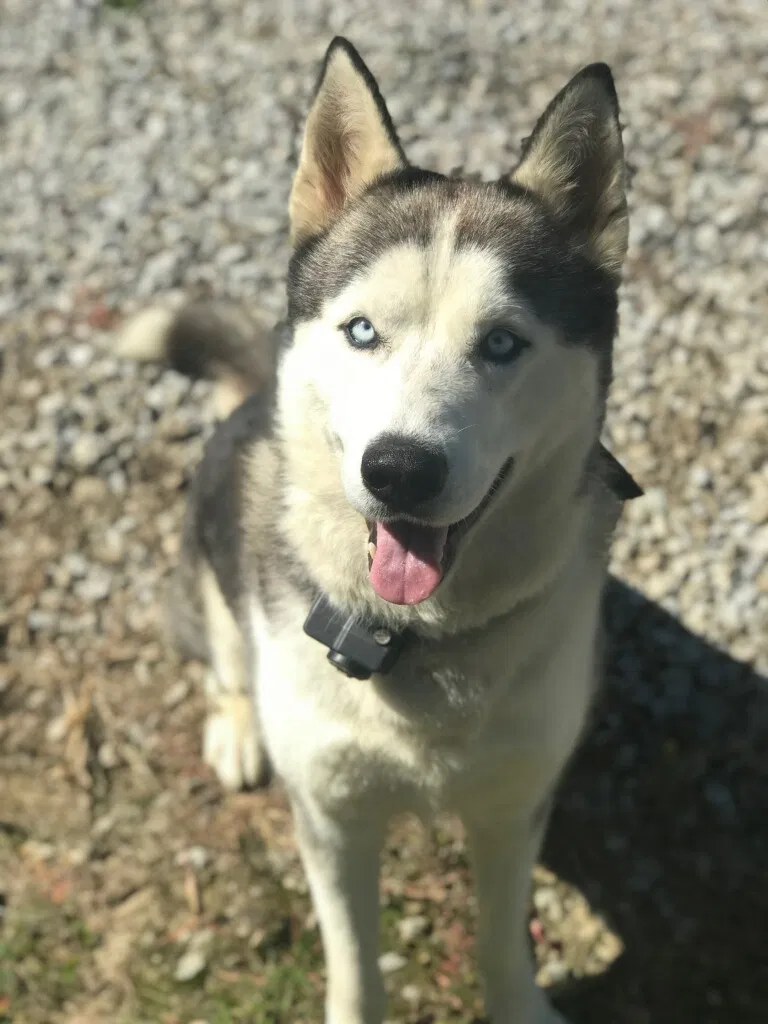 Missing Dog