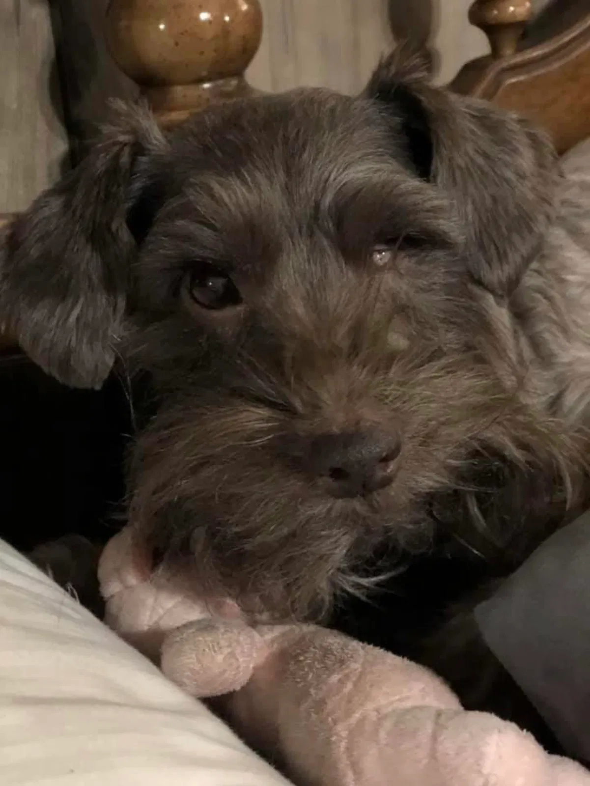 Lost dog in Sulphur, LA, 70665