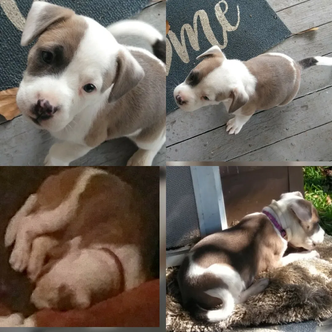 Lost dog in Montgomery, AL, 36110