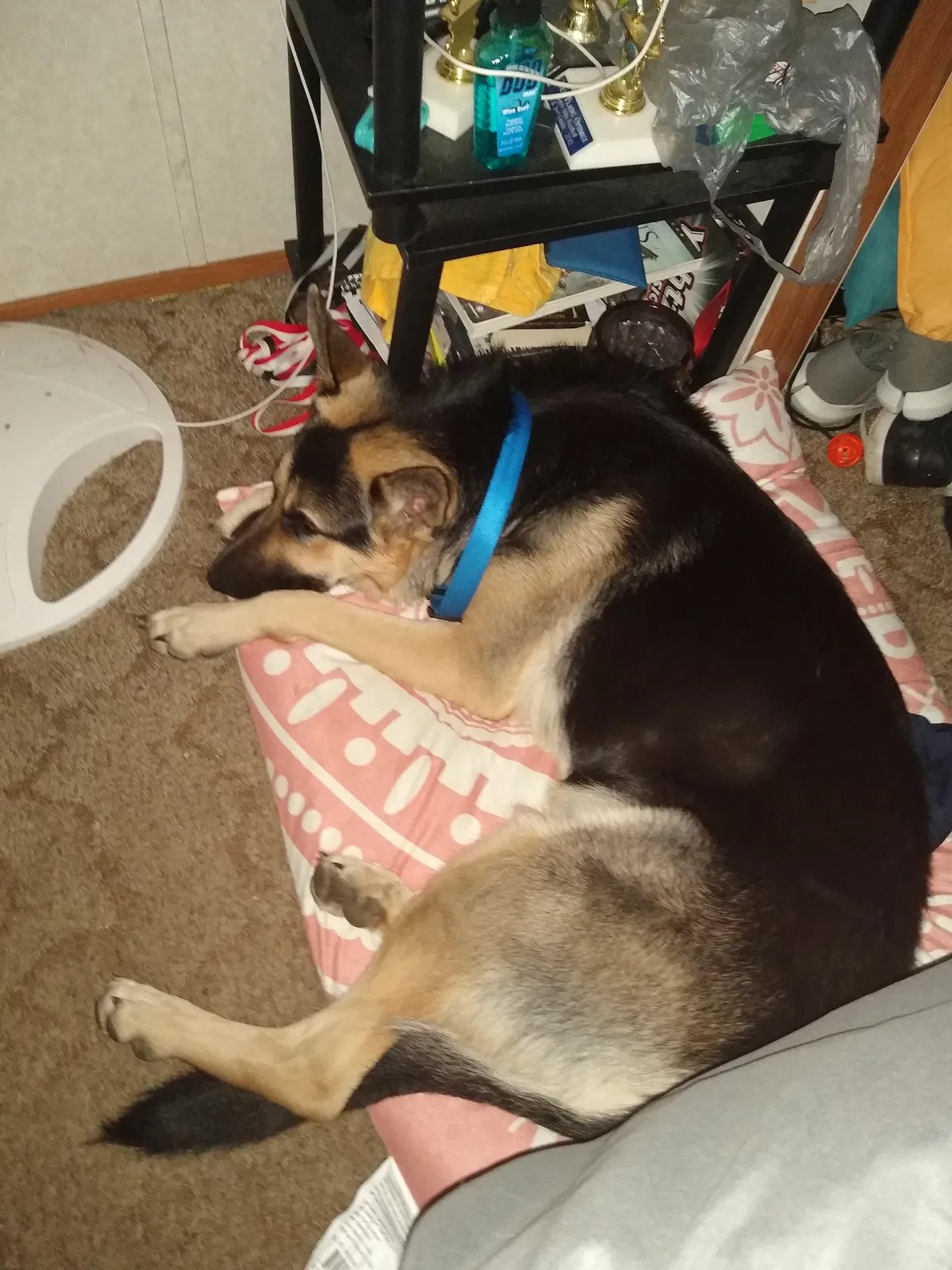 Lost dog in Thayer, MO, 65791