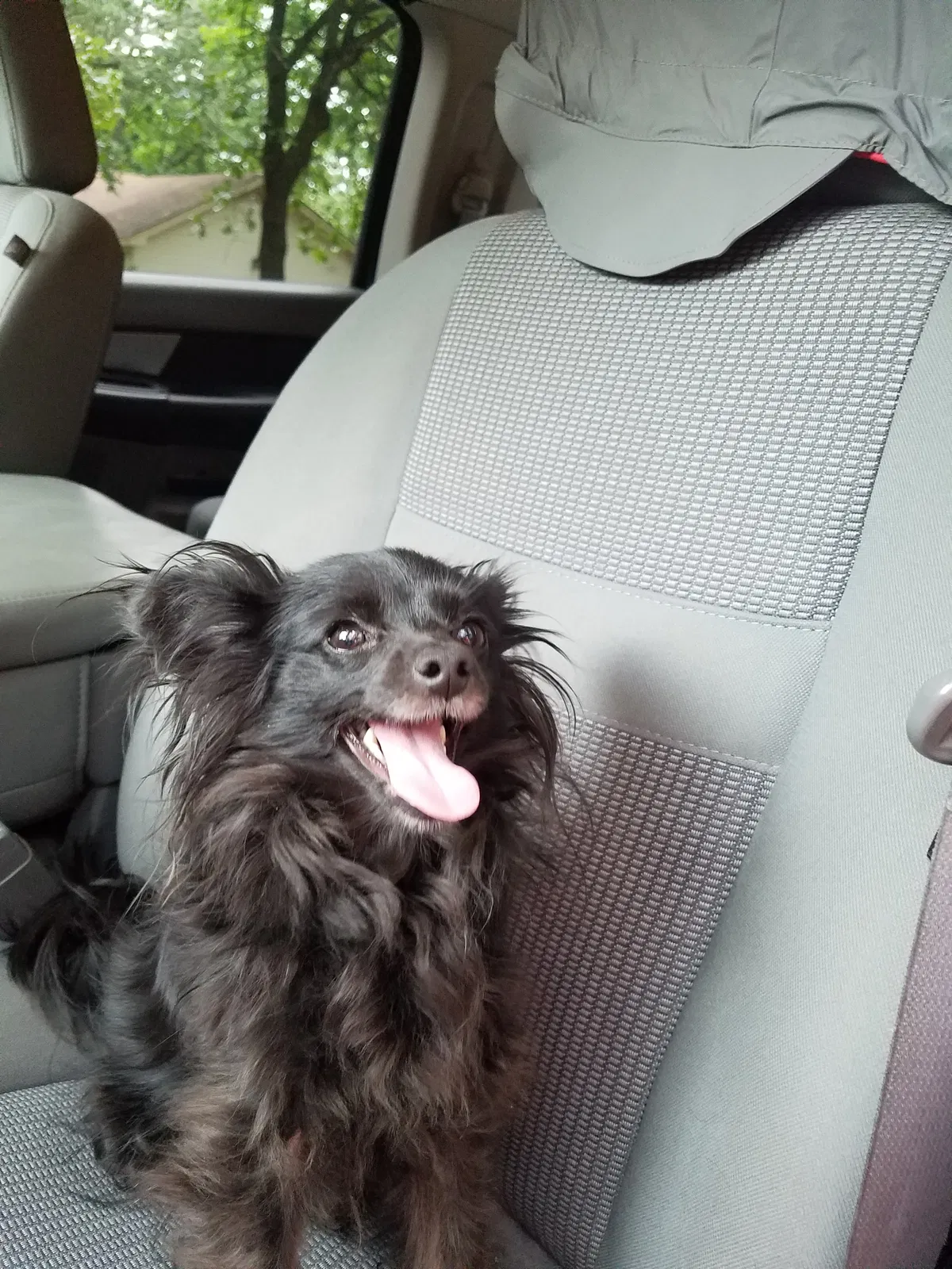 Lost dog in Sherwood, AR, 72120