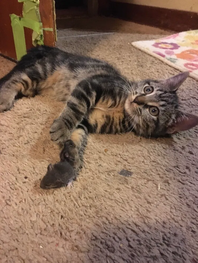 Lost cat in West Mifflin, PA, 15122