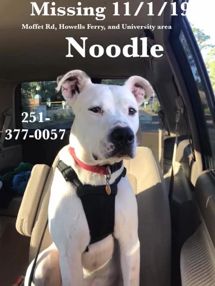 Found dog in Mobile, AL, 36618
