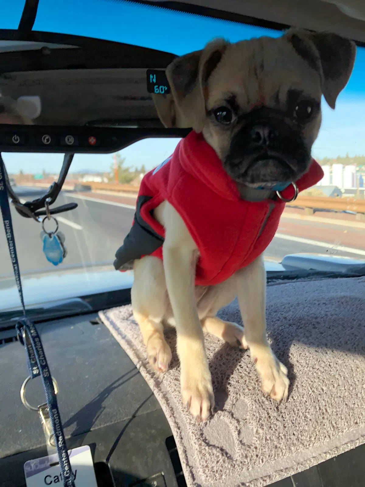 Lost dog in Redmond, OR, 97756