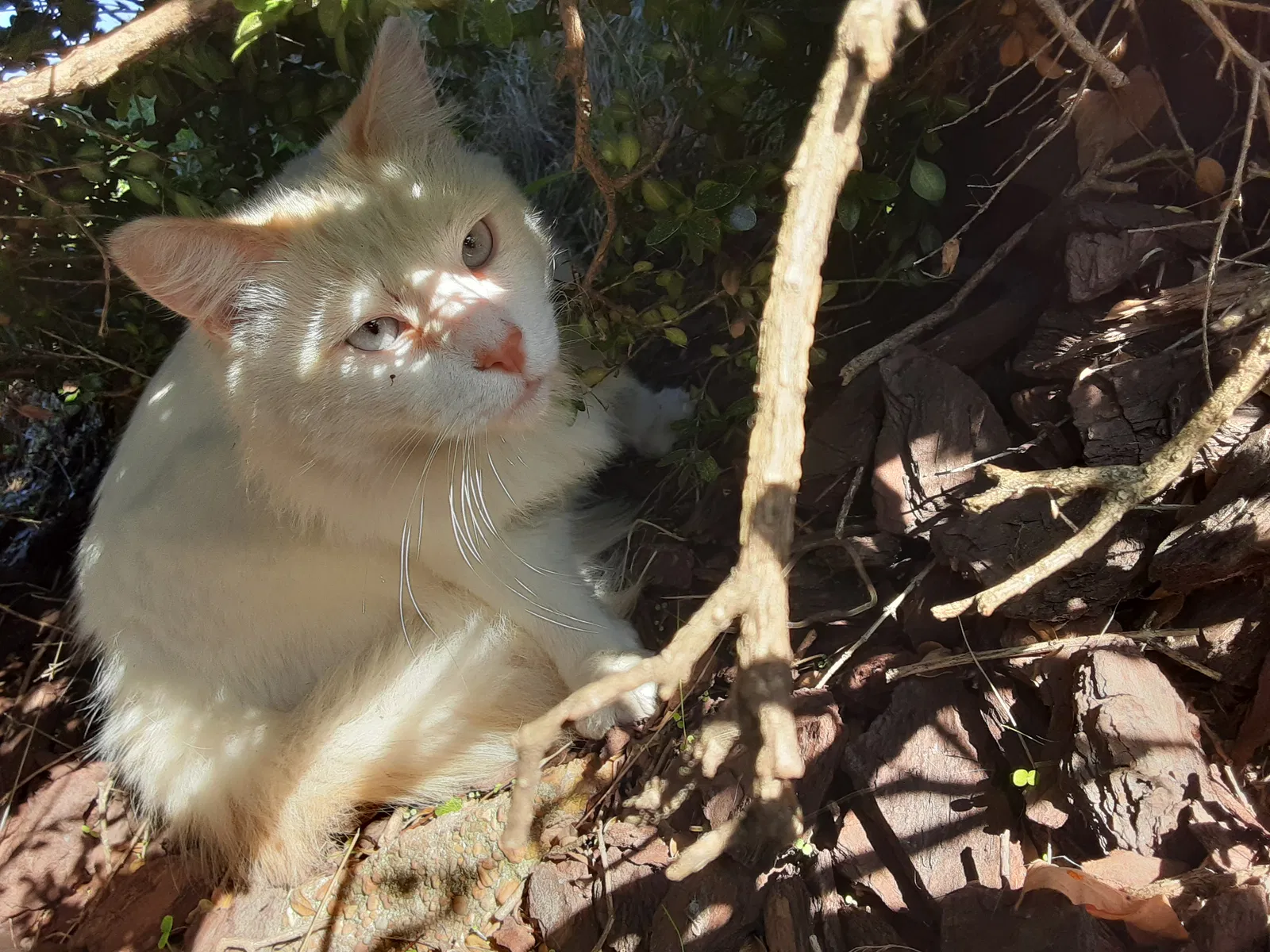 Lost cat in Curtis Bay, MD, 21226