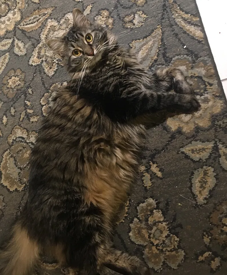 Lost cat in Edmonds, WA, 98026
