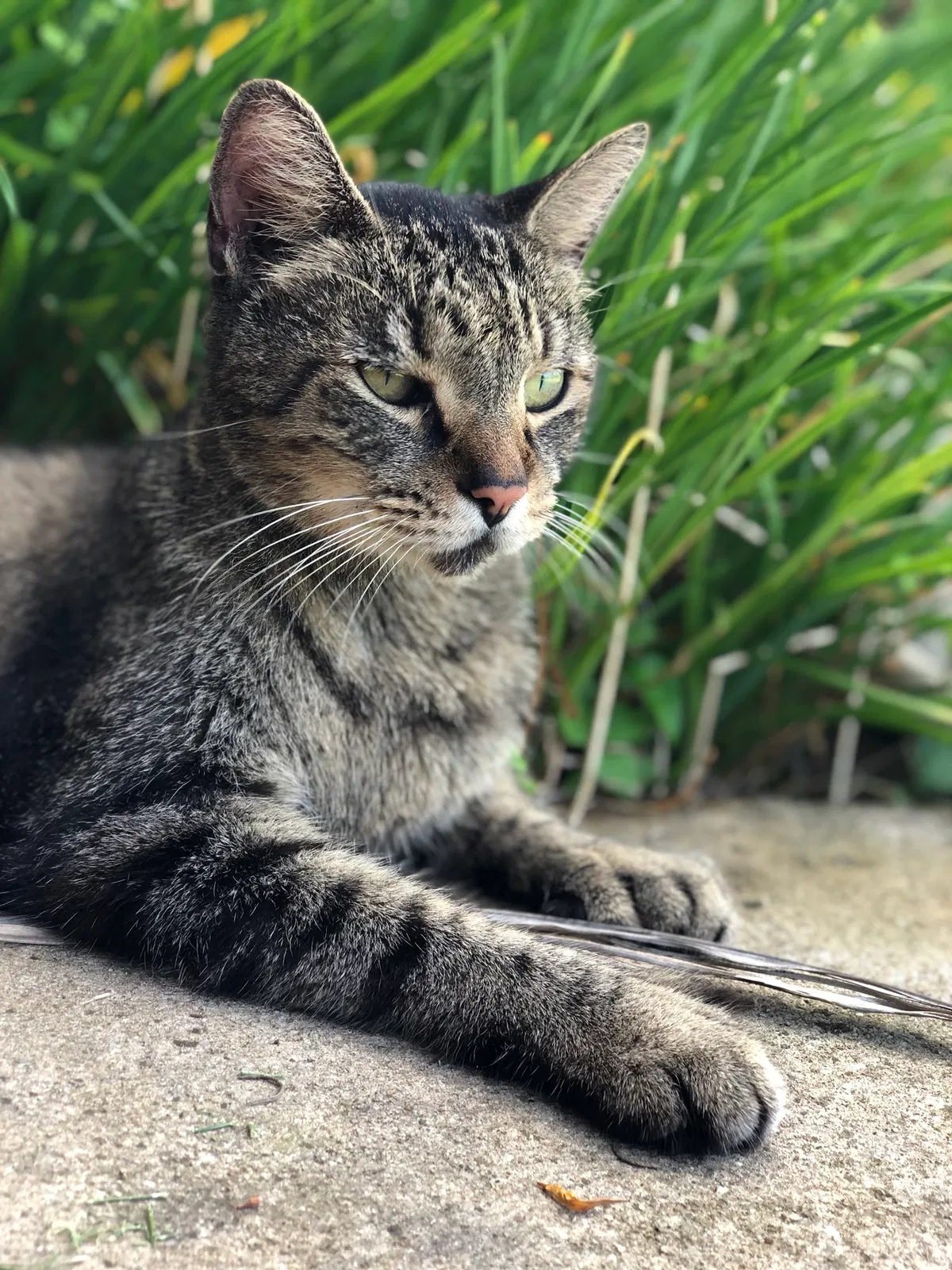 Lost cat in Homestead, FL, 33031