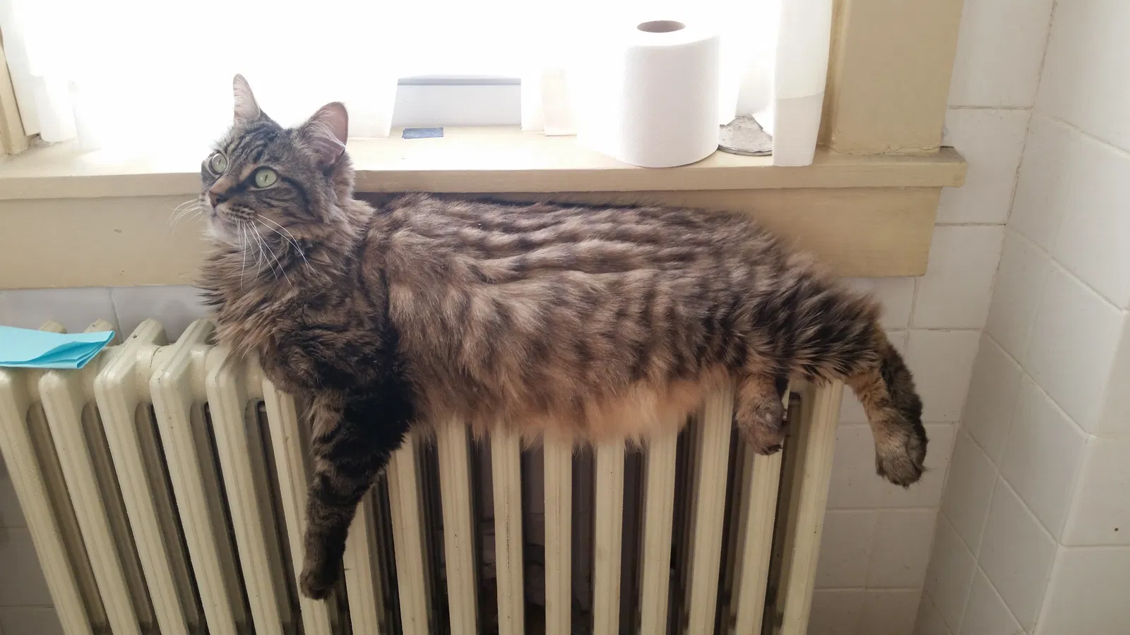 Lost cat in Phoenixville, PA, 19460