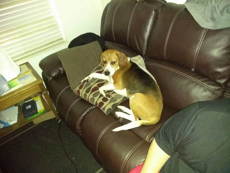 Lost dog in Maynardville, TN, 37807