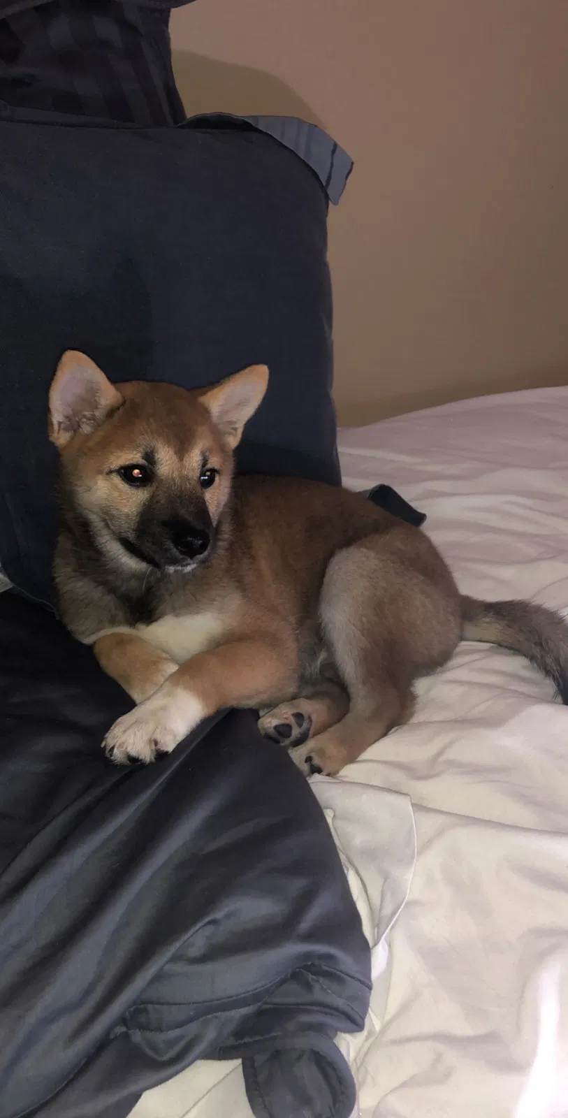Lost dog in Fort Collins, CO, 80526