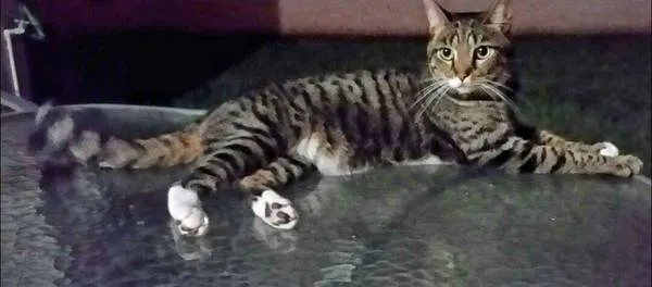 Lost cat in Wellington, FL, 33414