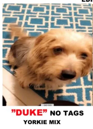 Lost dog in Edinburg, TX, 78542