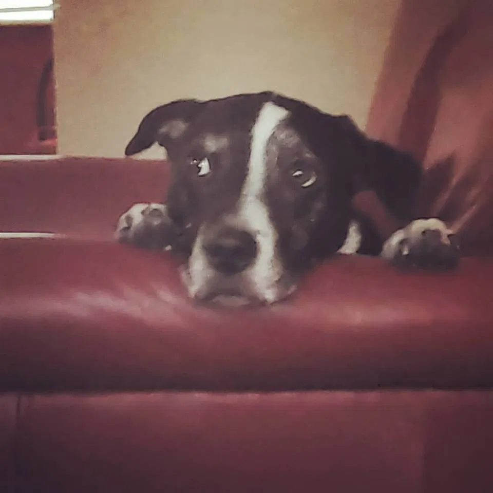 Lost dog in Port Charlotte, FL, 33952