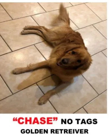 Lost dog in Edinburg, TX, 78542