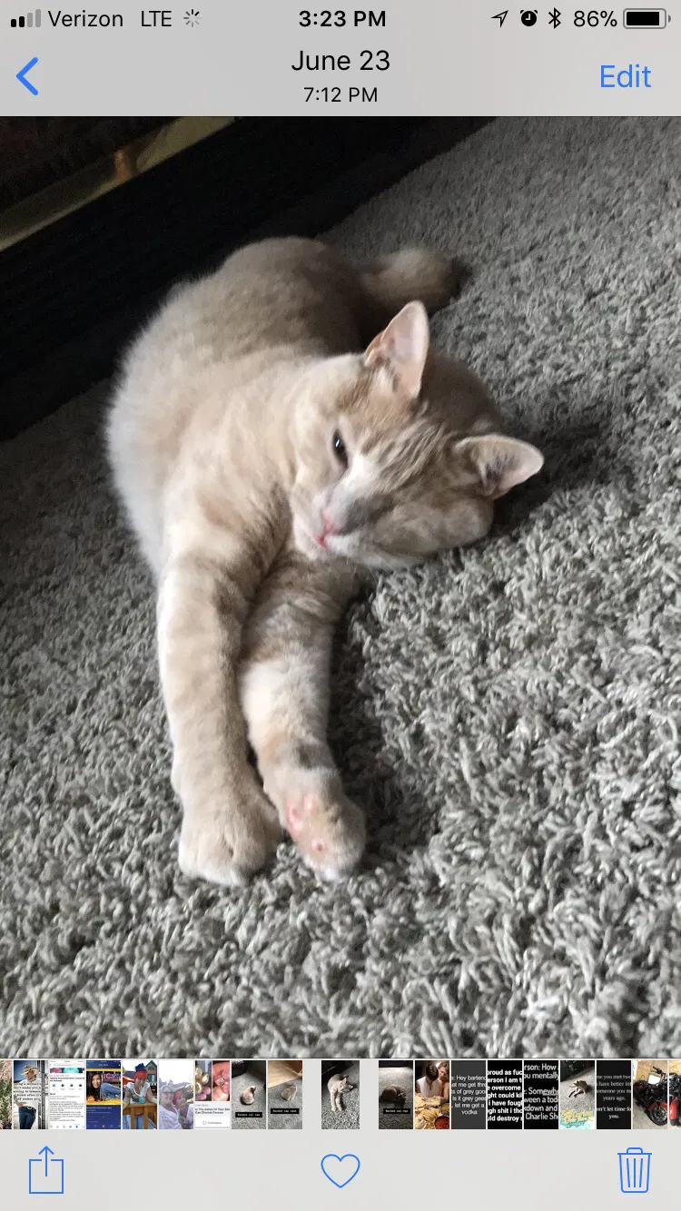 Lost cat in Saint Francis, MN, 55070