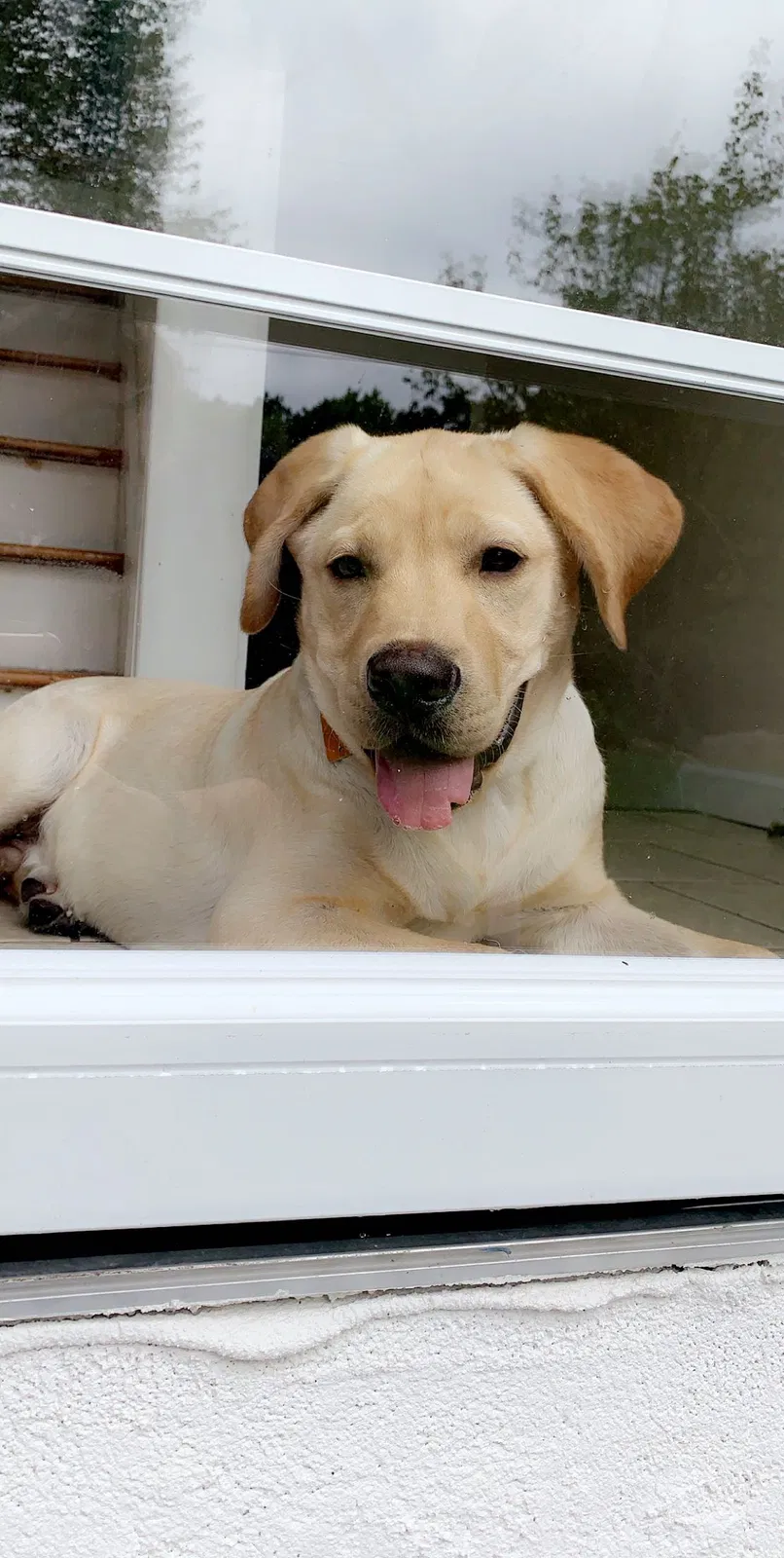 Lost dog in Prineville, OR, 97754
