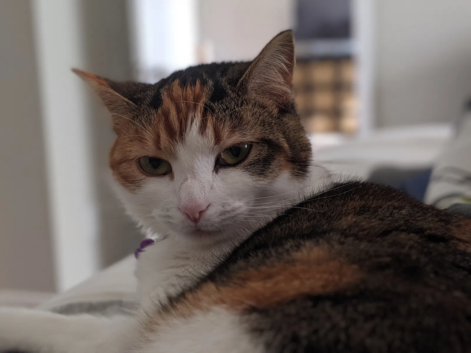Lost cat in Huntsville, AL, 35811