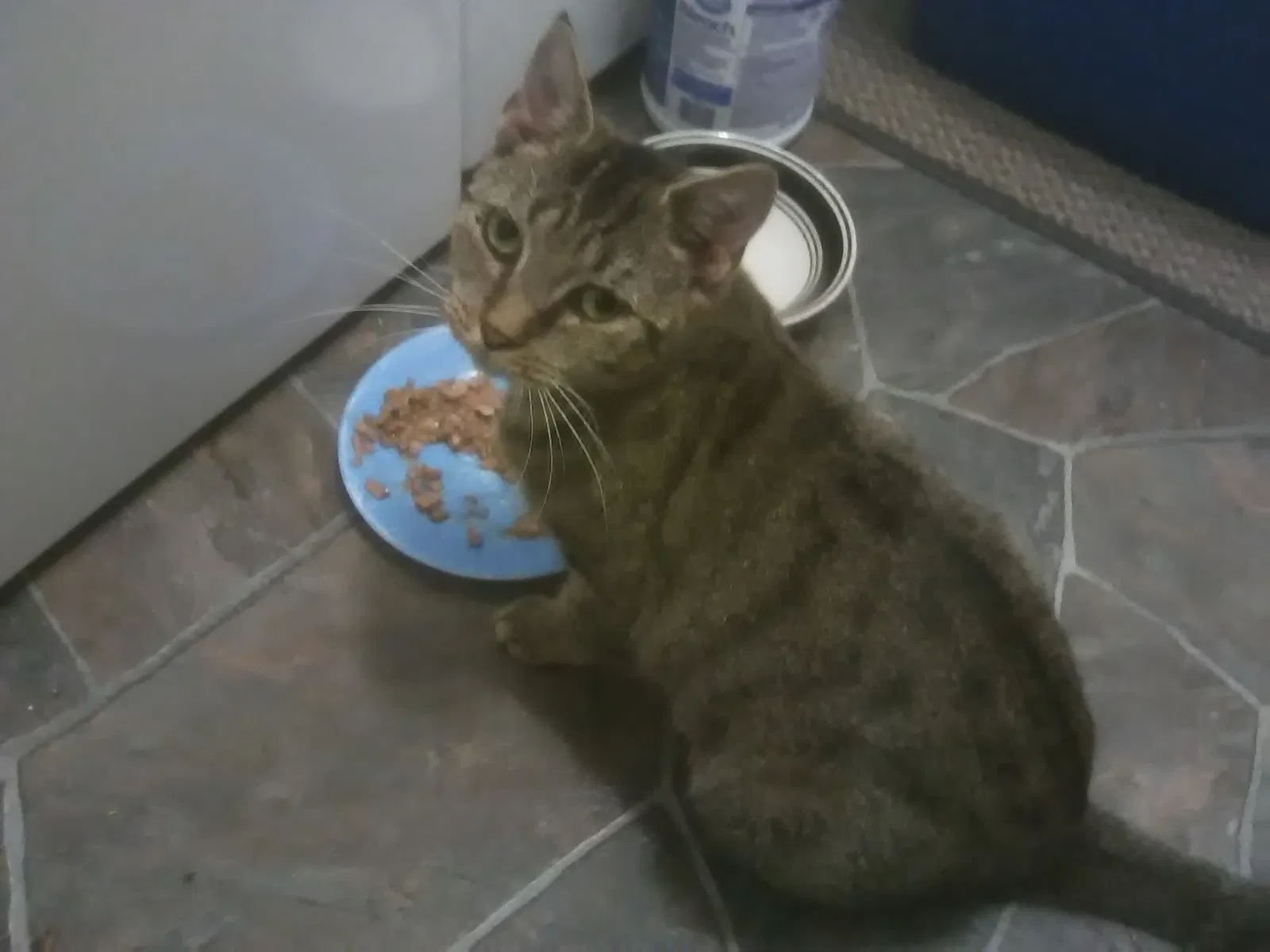 Found cat in Bremen, OH, 43107