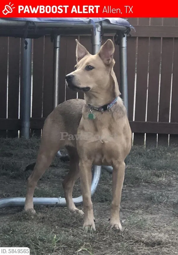 Lost dog in Allen, TX, 75002