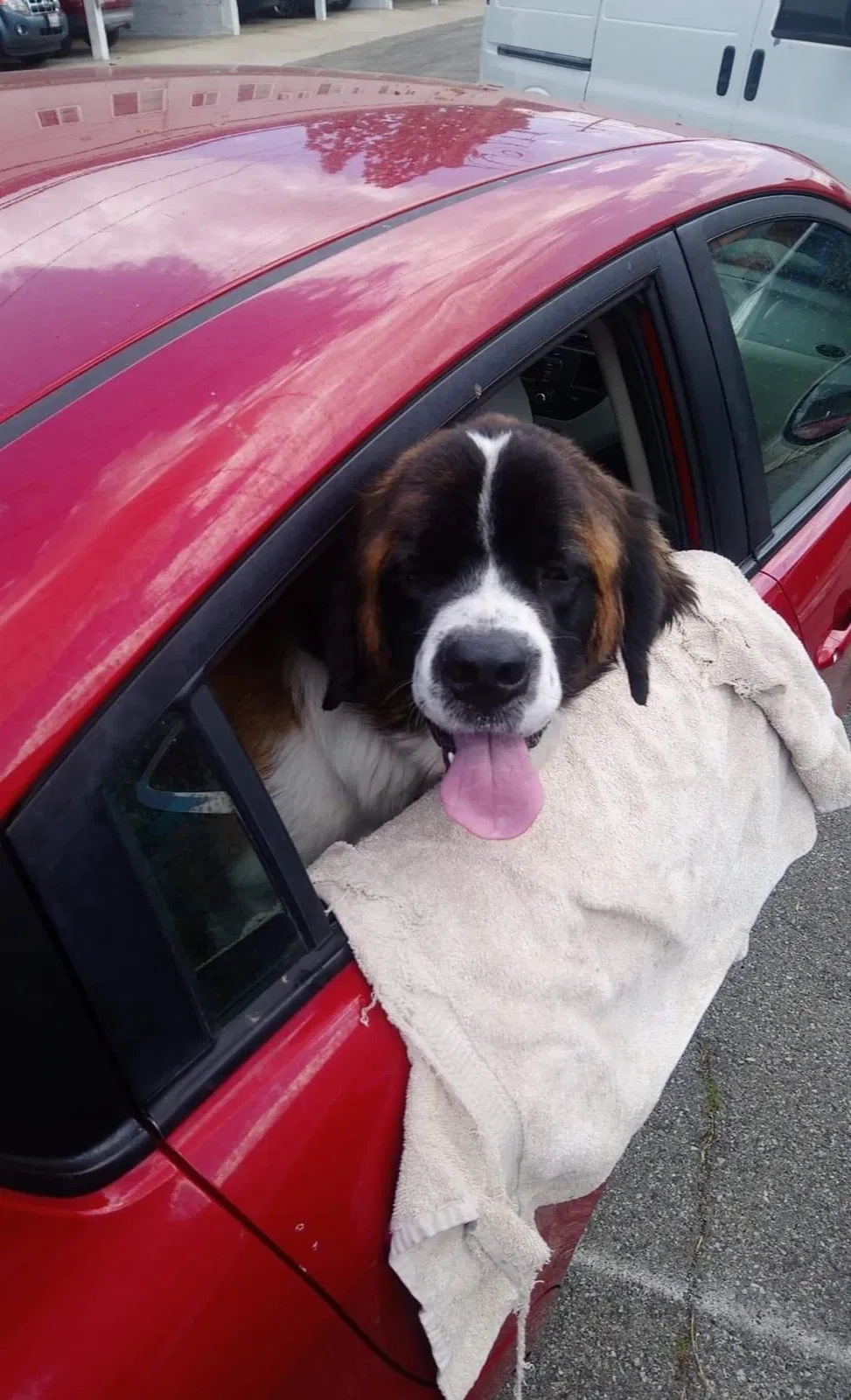 Lost dog in Monrovia, CA, 91016