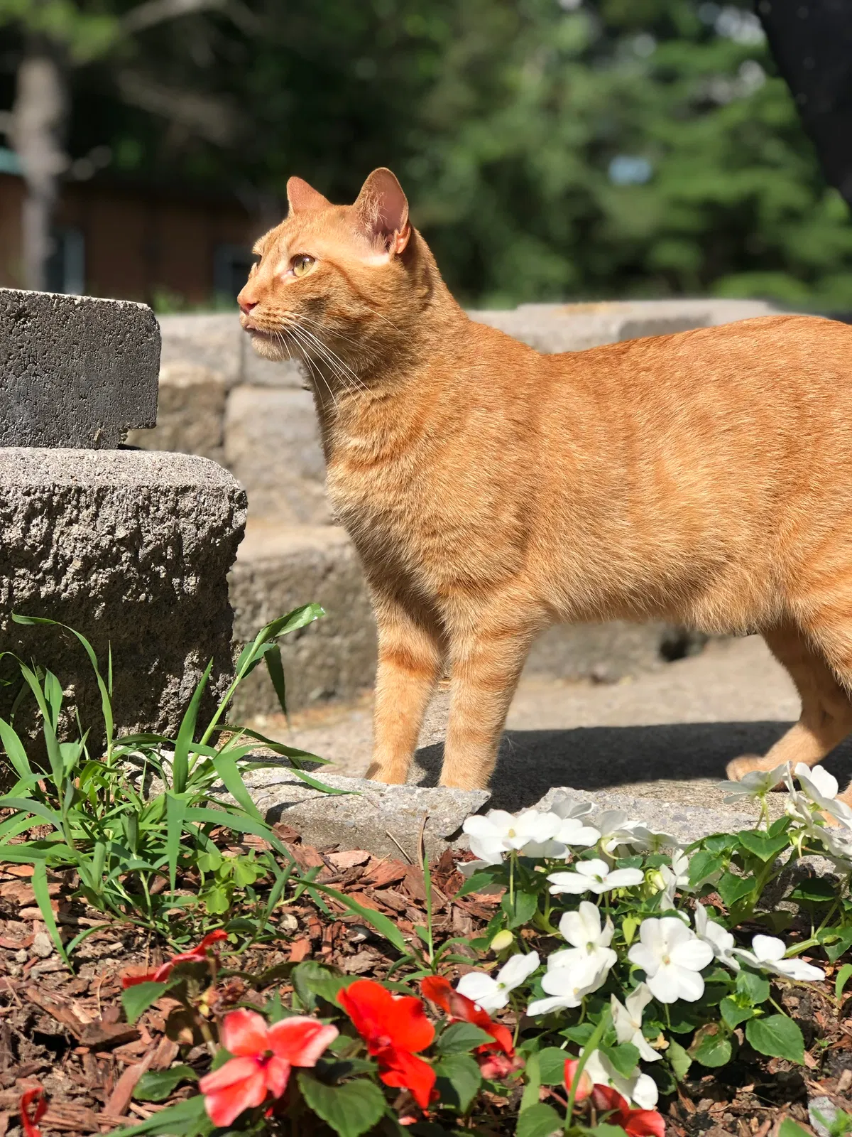 Lost cat in Ithaca, NY, 14850