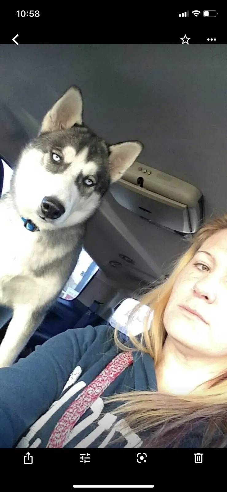 Lost dog in Colorado Springs, CO, 80908
