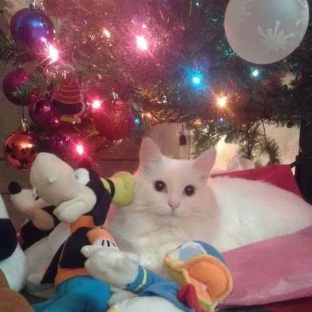 Lost cat in Tucson, AZ, 85710
