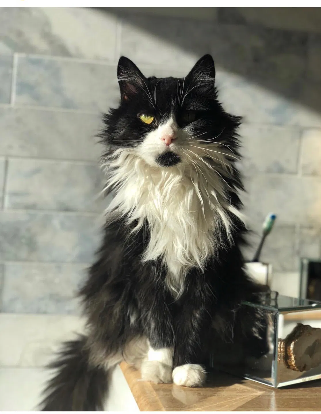 Lost cat in Tucson, AZ, 85730
