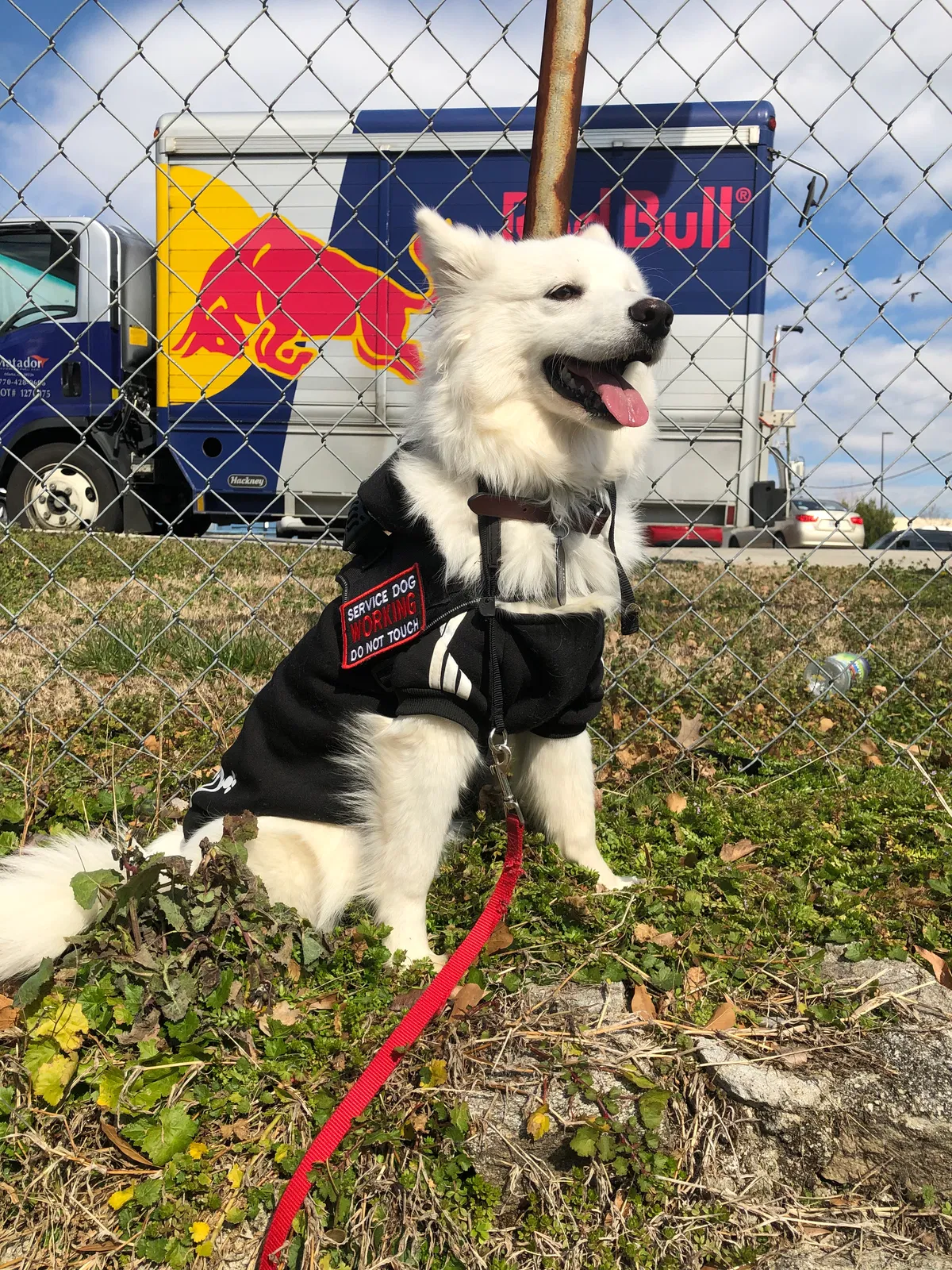 Lost dog in Avondale Estates, GA, 30002